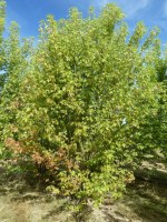 ACER saccharinum 'Pyramidalis'