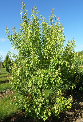 Acer buergerianum