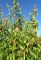 ACER buergerianum