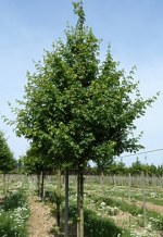 ACER campestris 'Elsrijk'