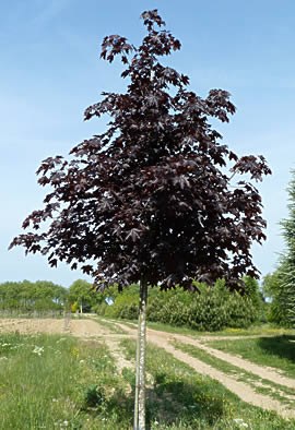 ACER platanoides 'Royal Red'