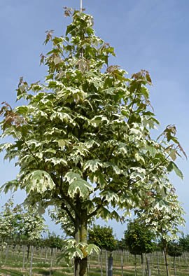 ACER platanoides 'Drummondii'