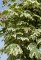 ACER platanoides 'Drummondii'