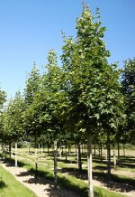 ACER platanoides 'Emerald Queen'