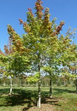 ACER platanoides