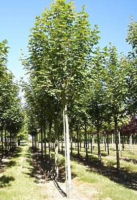 ACER pseudoplatanus 'Rotterdam'