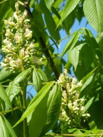 AESCULUS flava