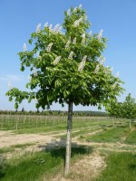 AESCULUS hippocastanum