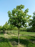 AESCULUS hippocastanum 'Baumannii'