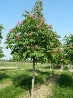 AESCULUS x carnea 