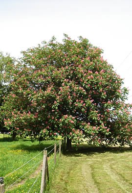 AESCULUS x carnea "Briotii"