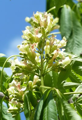 AESCULUS flava