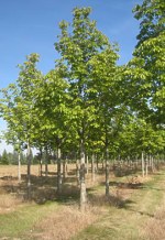 AESCULUS hippocastanum 'Baumannii'