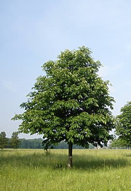 AESCULUS hippocastanum