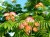 ALBIZZIA julibrissin