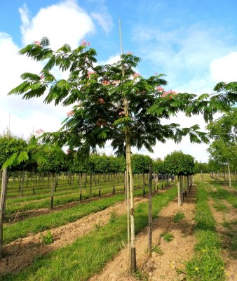 ALBIZZIA julibrissin