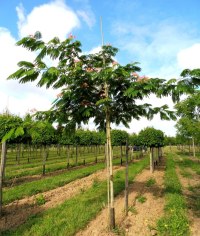 Arbre à soie