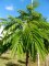 ALBIZZIA julibrissin