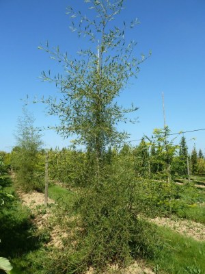 ALNUS glutinosa 'Imperialis'
