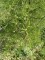 ALNUS glutinosa 'Imperialis'