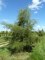 ALNUS glutinosa 'Imperialis'