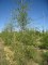 ALNUS glutinosa 'Imperialis'
