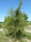 ALNUS glutinosa 'Imperialis'