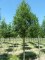 ALNUS glutinosa 'Laciniata'