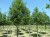 ALNUS glutinosa 'Laciniata'