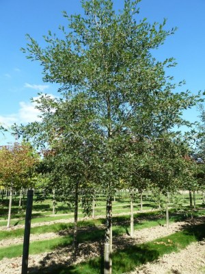 ALNUS glutinosa 'Laciniata'