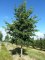 ALNUS x spaethii