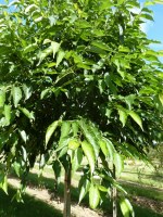 ALNUS x spaethii