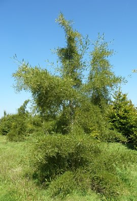 ALNUS glutinosa 'Imperialis'