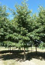 ALNUS x spaethii