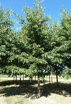 ALNUS x spaethii