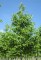 ALNUS x spaethii