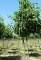 ALNUS x spaethii