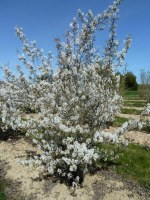 AMELANCHIER lamarckii