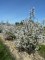 AMELANCHIER lamarckii