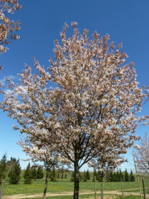 AMELANCHIER arborea "Robin Hill"