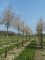 AMELANCHIER arborea 'Robin Hill'