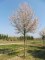 AMELANCHIER arborea 'Robin Hill'