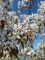 AMELANCHIER arborea 'Robin Hill'