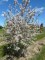 AMELANCHIER arborea 'Robin Hill'
