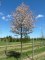 AMELANCHIER arborea 'Robin Hill'