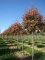 AMELANCHIER arborea 'Robin Hill'