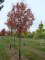 AMELANCHIER arborea "Robin Hill"