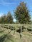AMELANCHIER arborea 'Robin Hill'