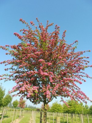 Crataegus laevigata 'Paul's Scarlet'