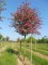 Crataegus laevigata 'Paul's Scarlet'